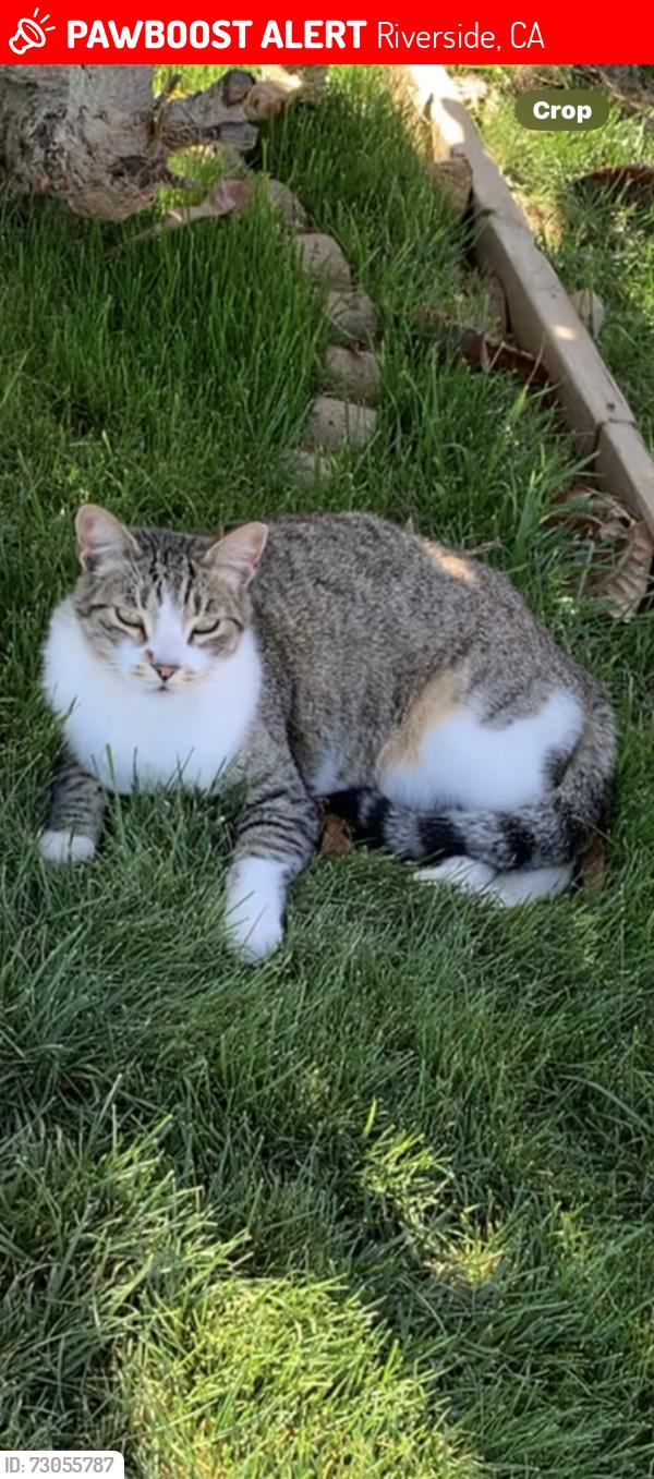 Lost Male Cat last seen Limonite and homested, Riverside, CA 92509