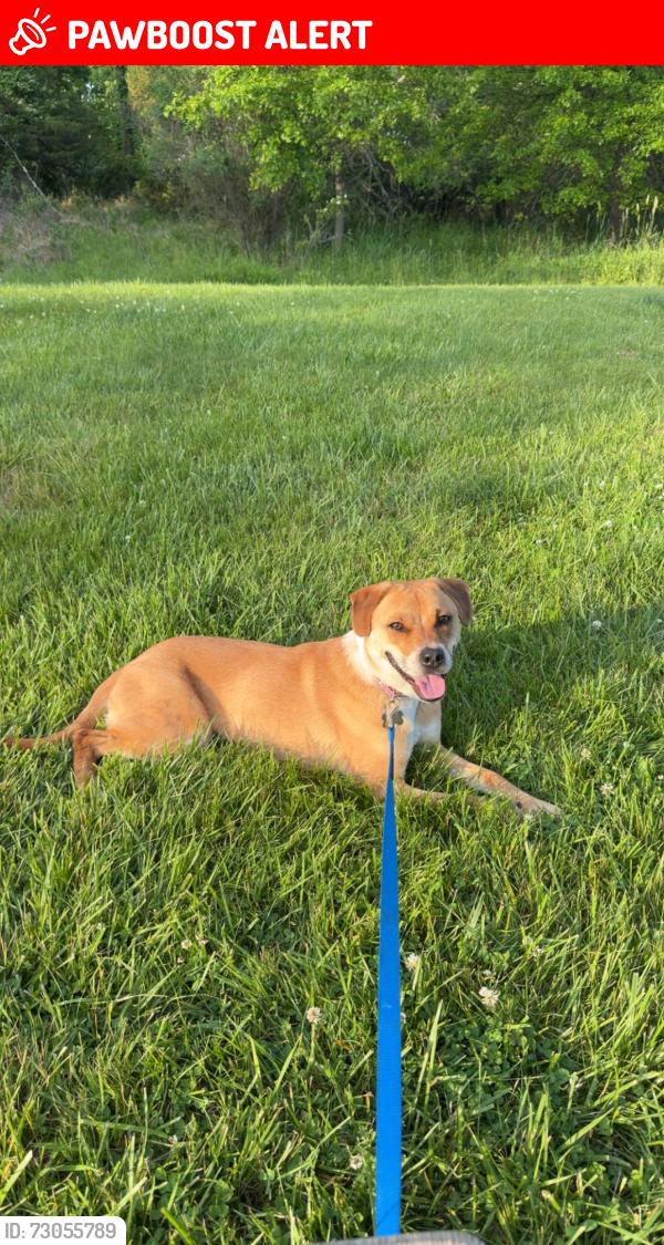 Lost Male Dog last seen Upper state and breezy hollow , Warrington Township, PA 18914