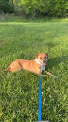 Lost Male Dog last seen Upper state and breezy hollow , Warrington Township, PA 18914