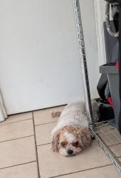 Lost Female Dog last seen Deltona Blvd and Normandy Blvd , Deltona, FL 32725