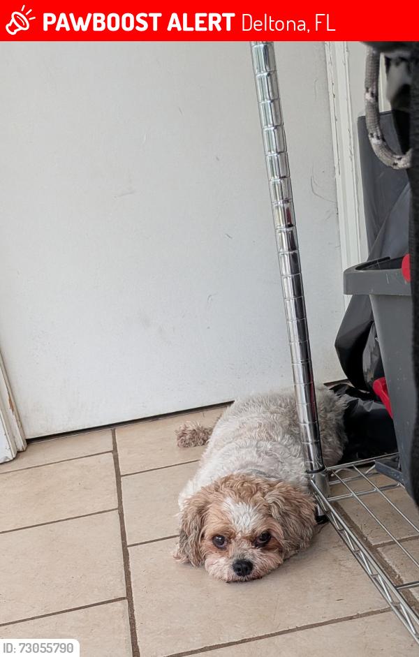 Lost Female Dog last seen Deltona Blvd and Normandy Blvd , Deltona, FL 32725