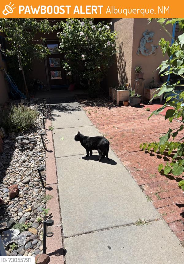 Found/Stray Male Cat last seen Landau Montgomery, Albuquerque, NM 87111