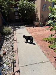 Found/Stray Male Cat last seen Landau Montgomery, Albuquerque, NM 87111