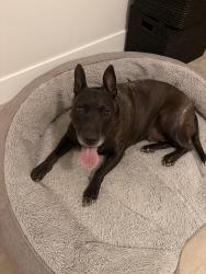 Found/Stray Female Dog last seen Sw 84th Ave and Sw 122nd st, Miami, FL 33156