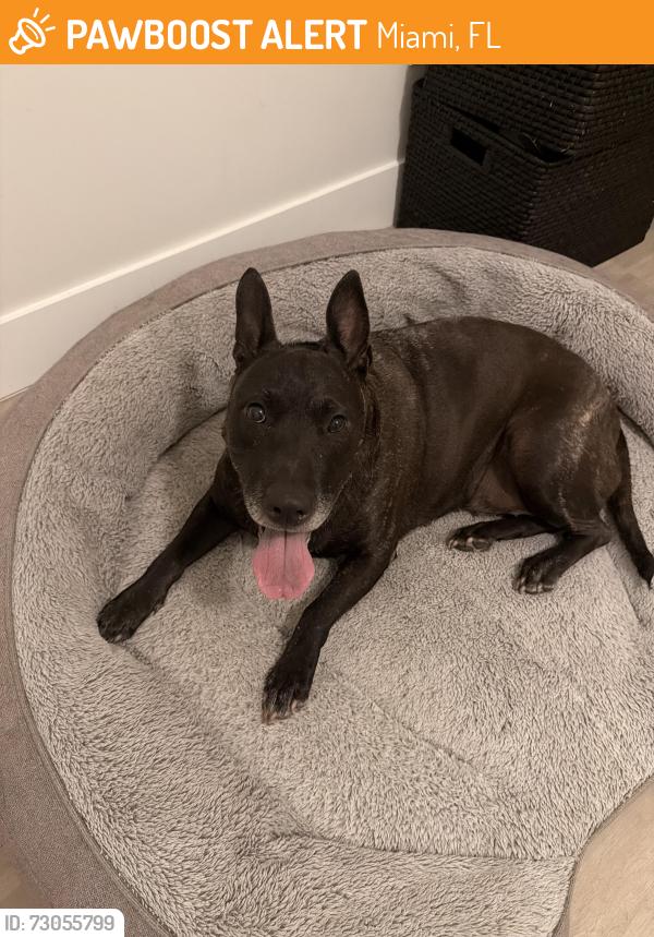 Found/Stray Female Dog last seen Sw 84th Ave and Sw 122nd st, Miami, FL 33156
