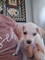 Lost Female Dog last seen Raider and hwy 10, Euless, TX 76040