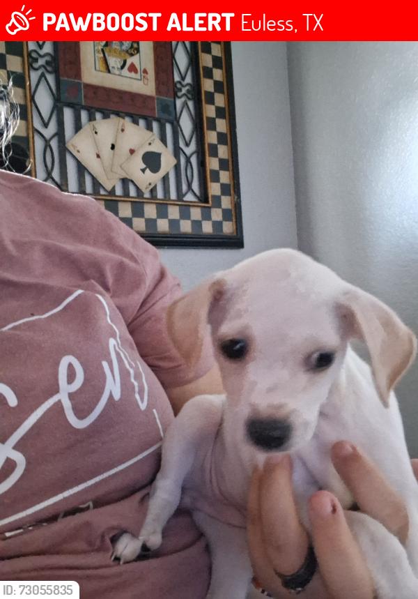 Lost Female Dog last seen Raider and hwy 10, Euless, TX 76040