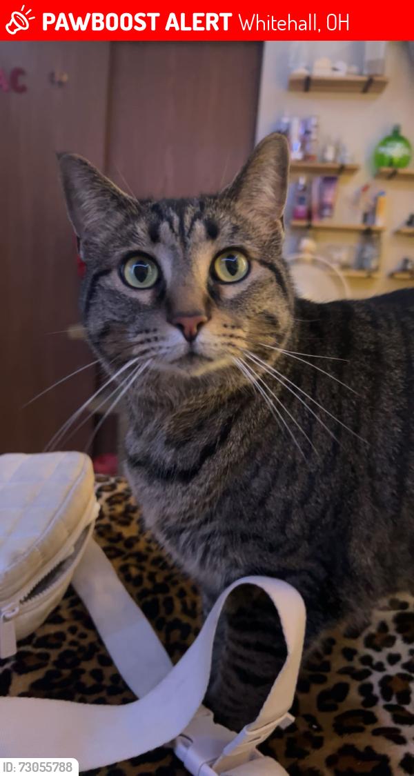 Lost Female Cat last seen Parklawn apmts around there , Whitehall, OH 43213