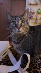 Lost Female Cat last seen Parklawn apmts around there , Whitehall, OH 43213
