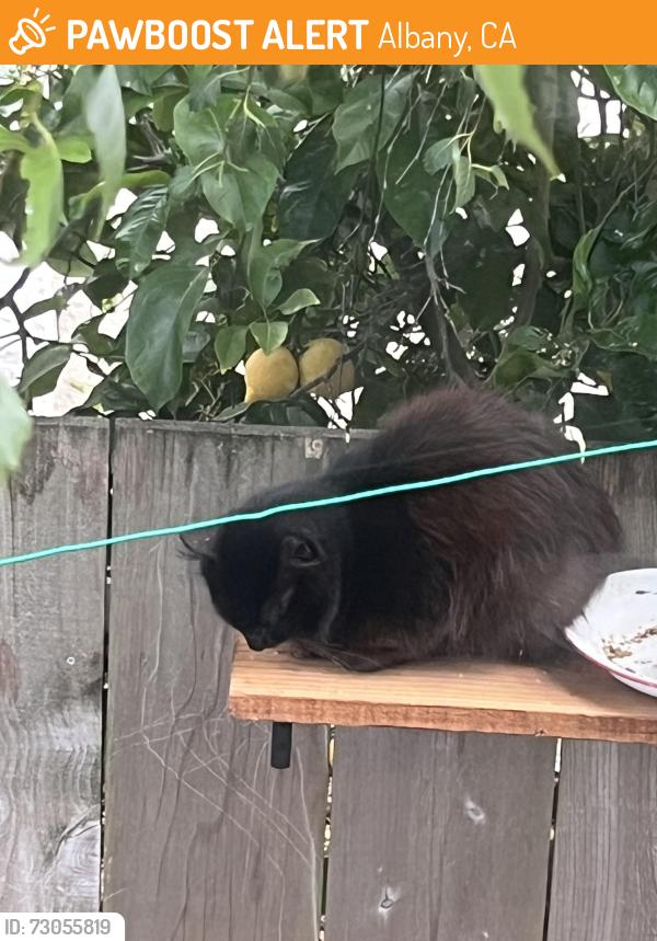 Found/Stray Unknown Cat last seen Terrace park, Albany, CA 94706