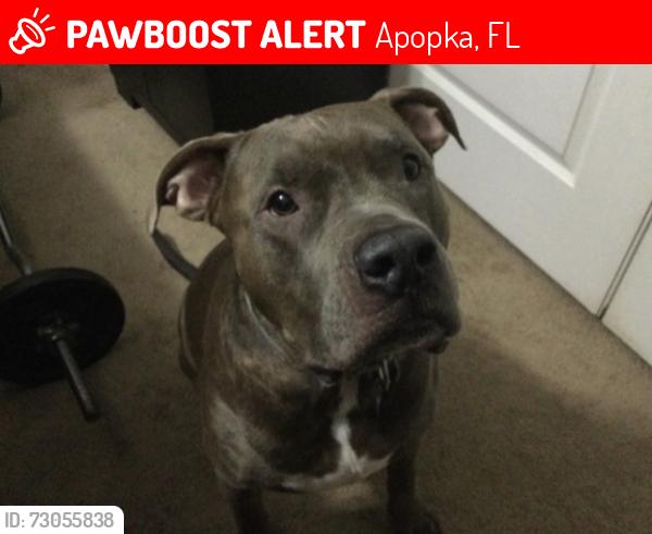 Lost Male Dog last seen Orange county clerk of courts, Apopka, FL 32712