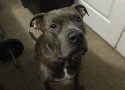 Lost Male Dog last seen Orange county clerk of courts, Apopka, FL 32712