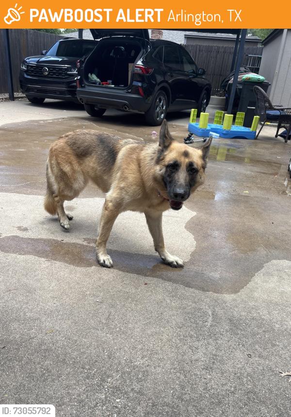 Found/Stray Female Dog last seen South Fielder road, Arlington, TX 76013