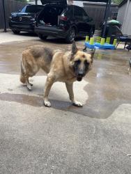 Found/Stray Female Dog last seen South Fielder road, Arlington, TX 76013