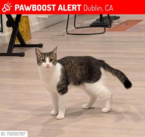 Lost Female Cat last seen Near bullion ln, dublin , Dublin, CA 94568