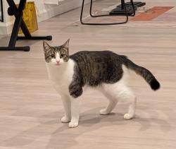 Lost Female Cat last seen Near bullion ln, dublin , Dublin, CA 94568
