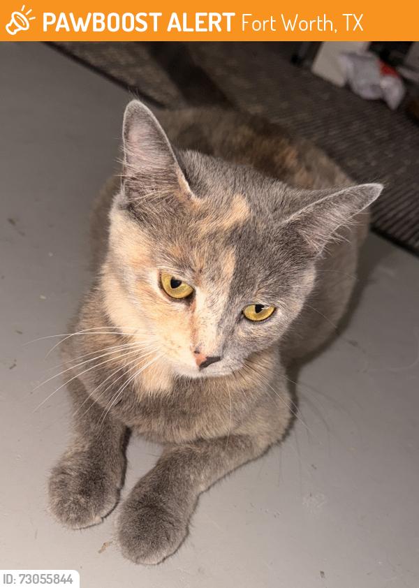 Found/Stray Female Cat last seen Summer creek ranch, Fort Worth, TX 76123
