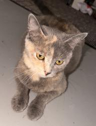 Found/Stray Female Cat last seen Summer creek ranch, Fort Worth, TX 76123