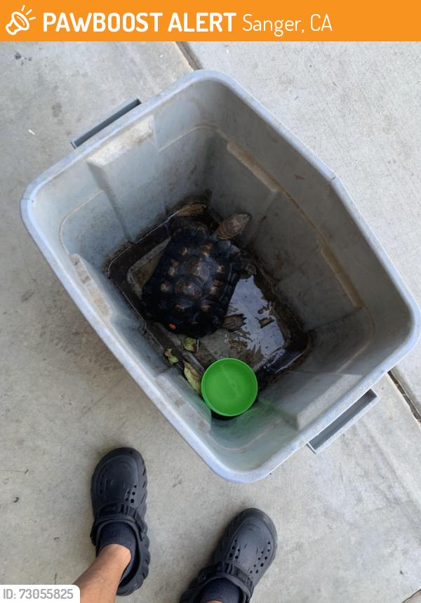 Found/Stray Unknown Reptile last seen Near Lorena ave, Sanger, CA 93657