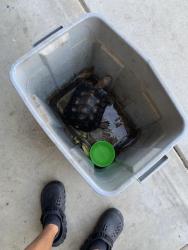 Found/Stray Unknown Reptile last seen Near Lorena ave, Sanger, CA 93657