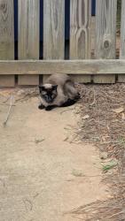 Found/Stray Unknown Cat last seen Off of Southpark in the Heritage Park neighborhood, Winston-Salem, NC 27127