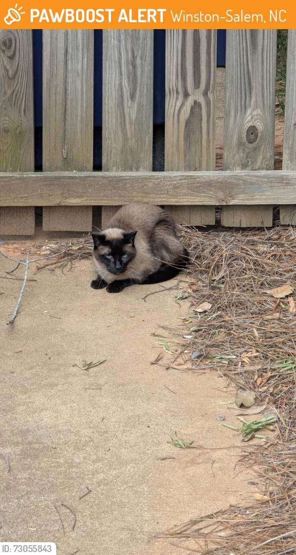 Found/Stray Unknown Cat last seen Off of Southpark in the Heritage Park neighborhood, Winston-Salem, NC 27127