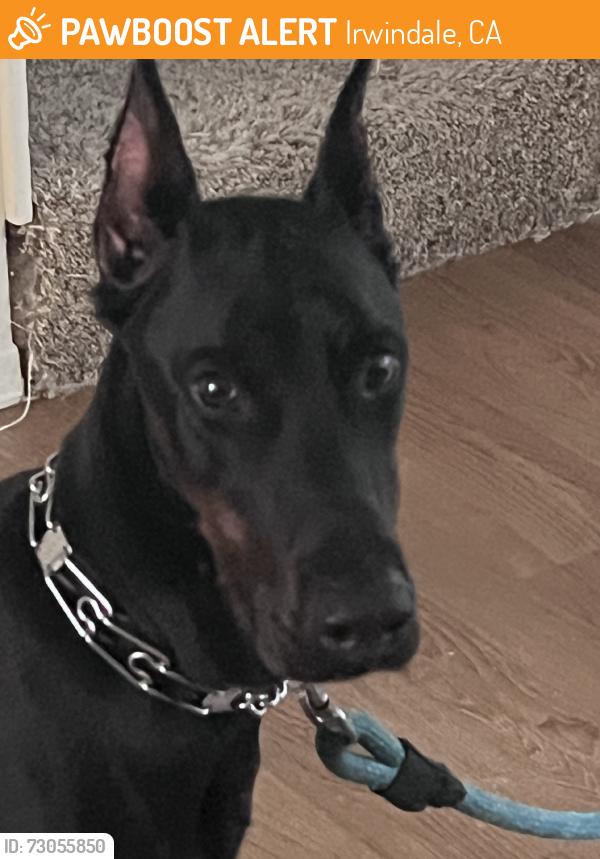 Found/Stray Male Dog last seen W Foothill blvd and huntington drive, Irwindale, CA 91722