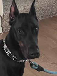 Found/Stray Male Dog last seen W Foothill blvd and huntington drive, Irwindale, CA 91722