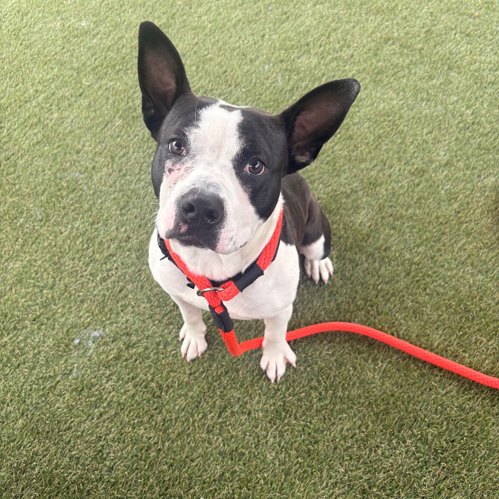 Shelter Stray Male Dog last seen , Animal Care & Control Team of Philly, 111 W Hunting Park Ave, Philadelphia, PA 19140, USA
