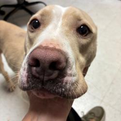 Shelter Stray Female Dog last seen , Animal Care & Control Team of Philly, 111 W Hunting Park Ave, Philadelphia, PA 19140, USA