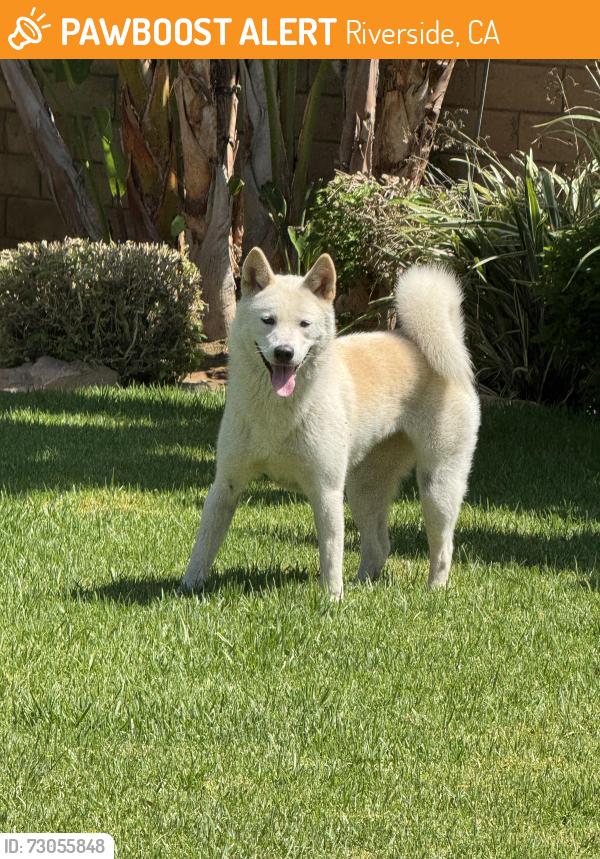 Found/Stray Female Dog last seen Horace Street and Victoria Ave, Riverside, CA 92506
