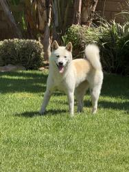 Found/Stray Female Dog last seen Horace Street and Victoria Ave, Riverside, CA 92506