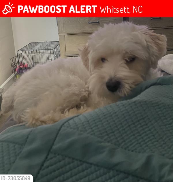 Lost Female Dog last seen Fairway apmts, Whitsett, NC 27249