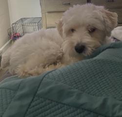Lost Female Dog last seen Fairway apmts, Whitsett, NC 27249
