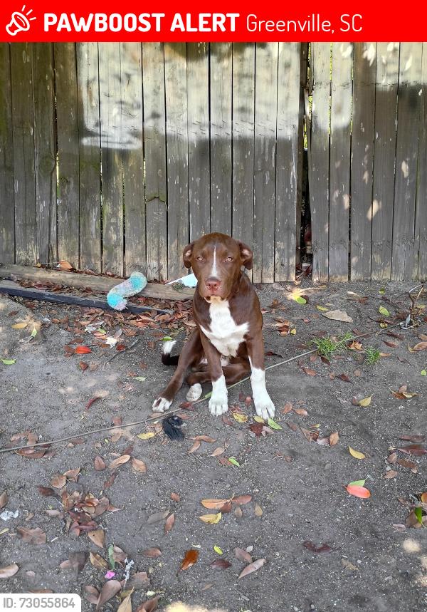 Lost Male Dog last seen Arch st, Greenville, SC 29611