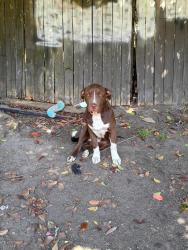 Lost Male Dog last seen Arch st, Greenville, SC 29611