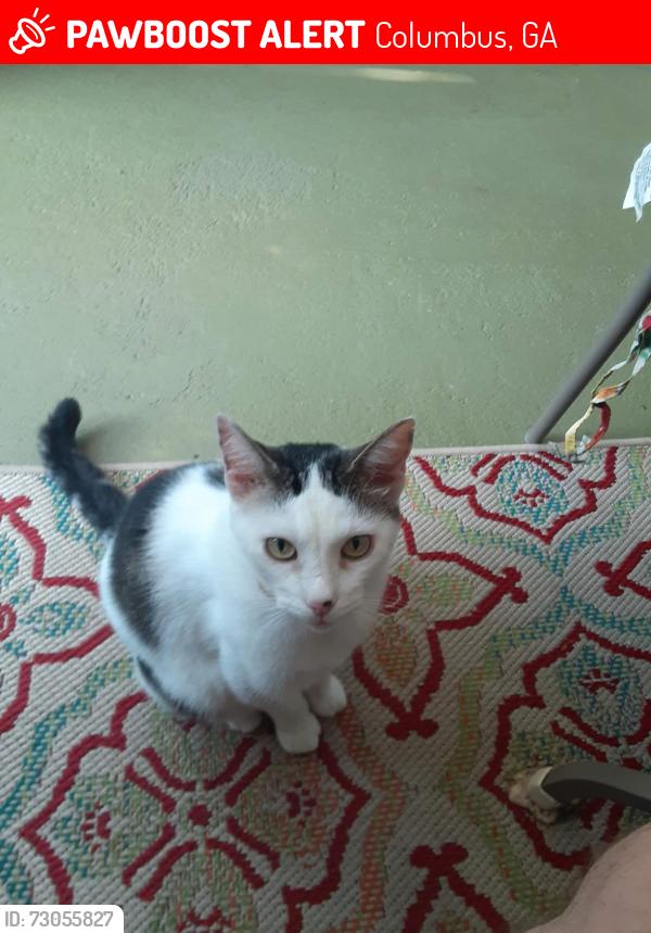 Lost Male Cat last seen Bellanca Street, Columbus, GA 31909