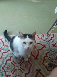 Lost Male Cat last seen Bellanca Street, Columbus, GA 31909
