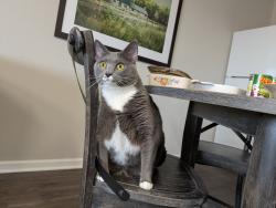 Lost Female Cat last seen Waterman Garden Apartments , Waterman, IL 60556