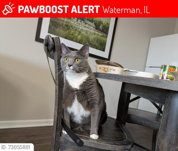 Lost Female Cat last seen Waterman Garden Apartments , Waterman, IL 60556