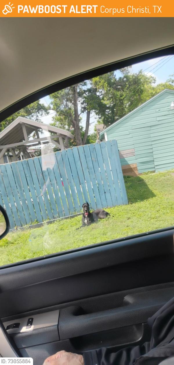 Found/Stray Male Dog last seen Sunnybrook road, Corpus Christi, TX 78415
