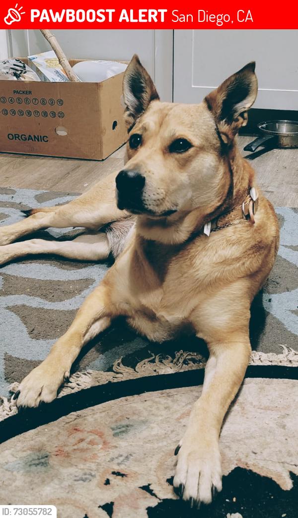 Lost Female Dog last seen 12TH AND IMPERIAL , San Diego, CA 92101