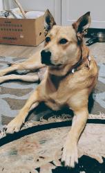 Lost Female Dog last seen 12TH AND IMPERIAL , San Diego, CA 92101