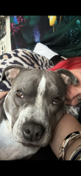 Lost Female Dog last seen MTVista, Las Vegas, NV 89121