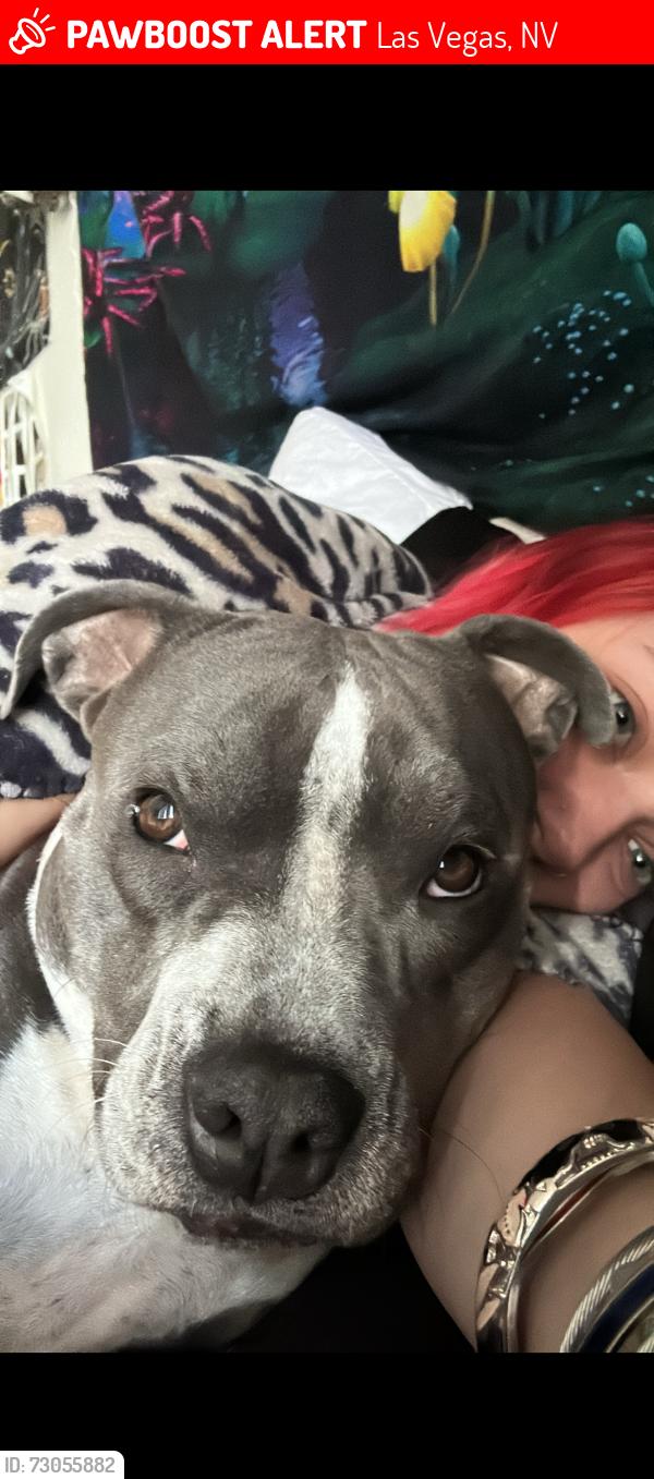 Lost Female Dog last seen MTVista, Las Vegas, NV 89121