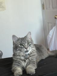 Lost Female Cat last seen Near Willow St Toughkenamon, Toughkenamon, PA 19374