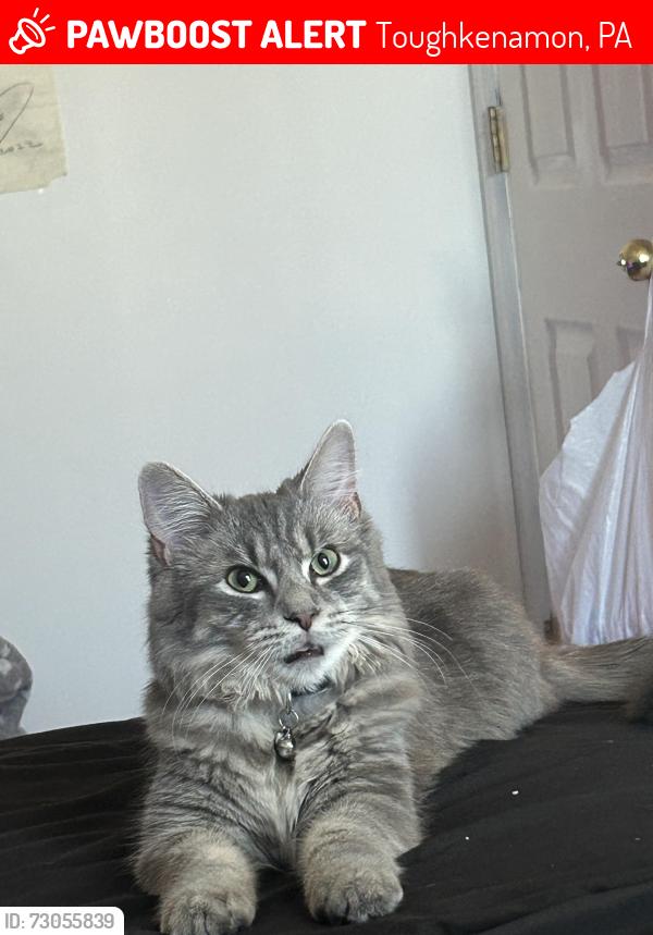 Lost Female Cat last seen Near Willow St Toughkenamon, Toughkenamon, PA 19374
