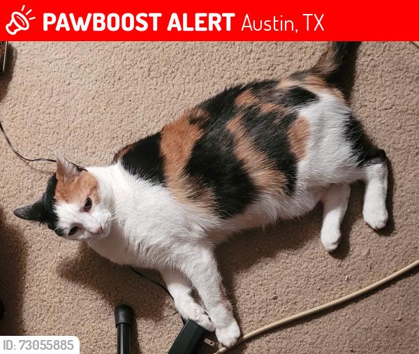 Lost Female Cat last seen middle of Blythewood Drive; nearest major intersection is South 1st and Stassney, Austin, TX 78745