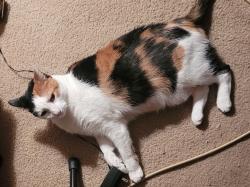 Lost Female Cat last seen middle of Blythewood Drive; nearest major intersection is South 1st and Stassney, Austin, TX 78745
