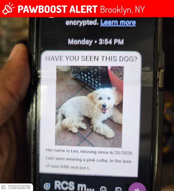 Lost Female Dog last seen Near east 84th street brooklyn ny, Brooklyn, NY 11236